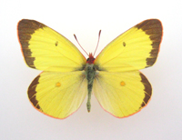 Pieridae: colias philodice (Coliade du trèfle)